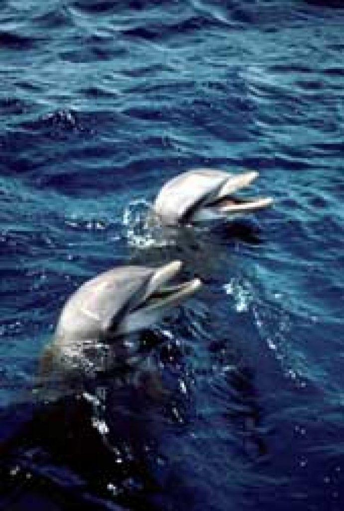 dolphins-who-need-dolphins-dolphin-communication-project