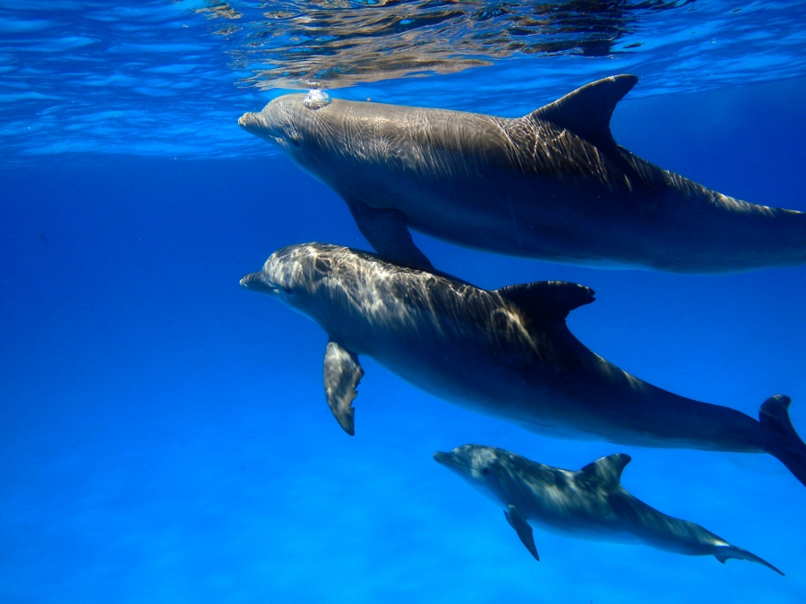 Blue Water And Hungry Bottlenose – Dolphin Communication Project