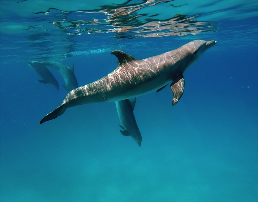 Crater feeding bottlenose – Dolphin Communication Project