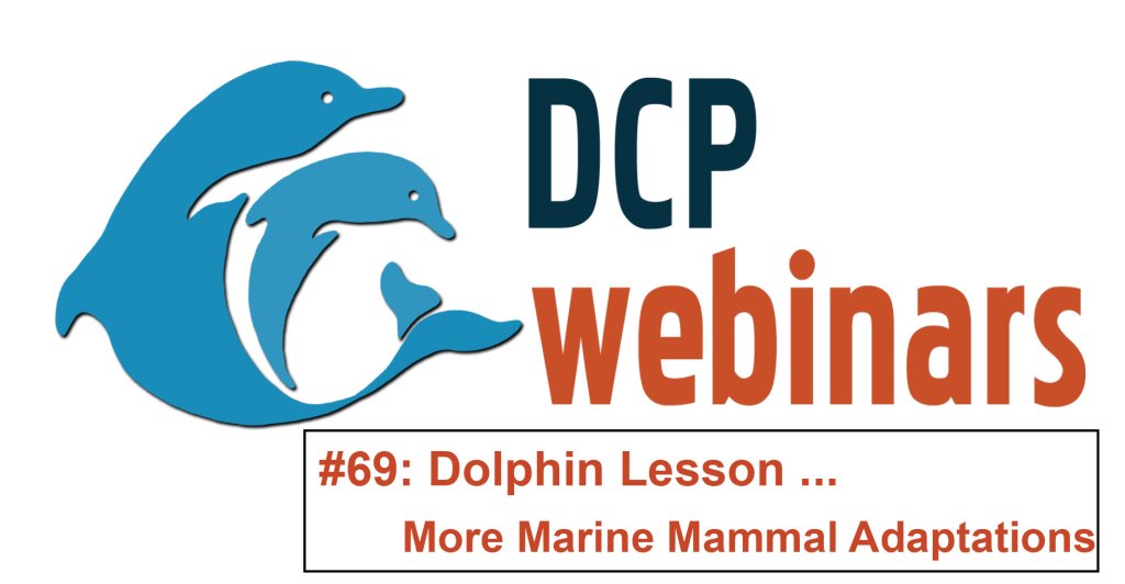 DCP Dolphin Lesson: More Marine Mammal Adaptations! – Dolphin