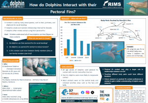 research paper topics about dolphins